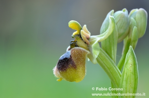 Ophrys x sommieri